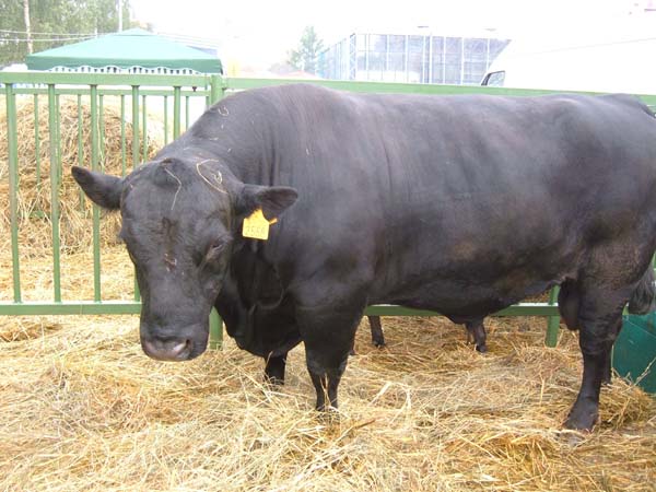абердин - ангусские  коровы