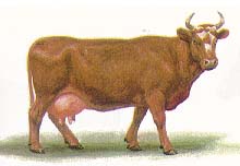 Симментальские  коровы