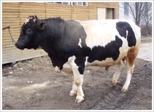 Черно - пестрые  коровы