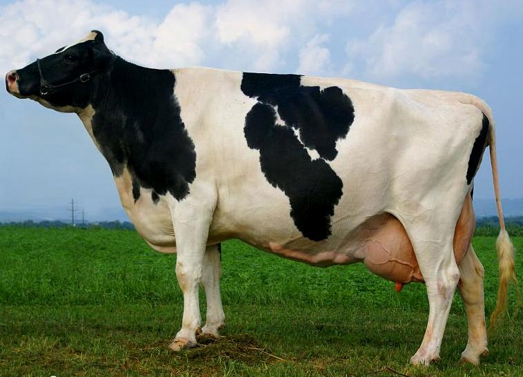 Голштинские коровы