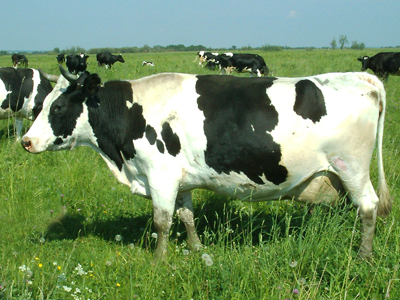 Холмогорские  коровы