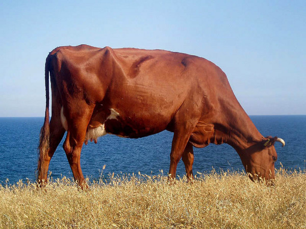 Красная степная коровы