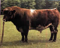 Шортгорнские коровы