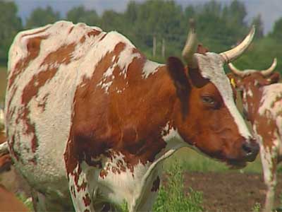 Тагильские   коровы