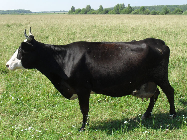  Ярославские коровы